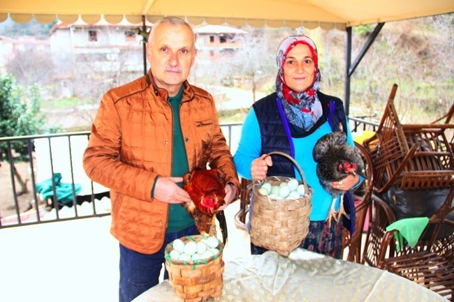 KDZ. EREĞLİ İLÇESİNDE EREĞLİ DEMİR VE ÇELİK FABRİKALARI T.A.Ş.’DEN EMEKLİ OLDUKTAN SONRA EVİNİN BAHÇESİNDE TAVUK BESLEMEYE BAŞLAYAN 57 YAŞINDAKİ İSMET KOÇ İLE EŞİ AYŞE KOÇ GEÇTİĞİMİZ YIL BİR TANIDIKLARINDAN ALDIKLARI 8 ADET YEŞİL YUMURTADAN CİVCİV ÇIKARTIP ÇOĞALTMAYA BAŞLADI. (VEDAT KILIÇ/ZONGULDAK-İHA)