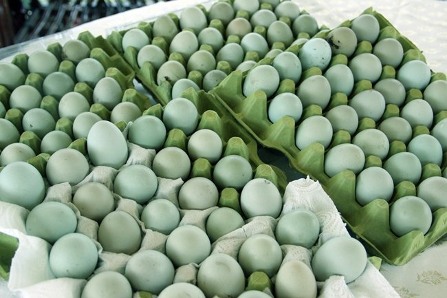 İSMET VE AYŞE KOÇ, ÇİFTİ YEŞİL YUMURTALARI HER GÜN GELEN TALEBE GÖRE TÜRKİYE’NİN DÖRT BİR YANINA KARGO İLE GÖNDERİYOR. (VEDAT KILIÇ/ZONGULDAK-İHA)