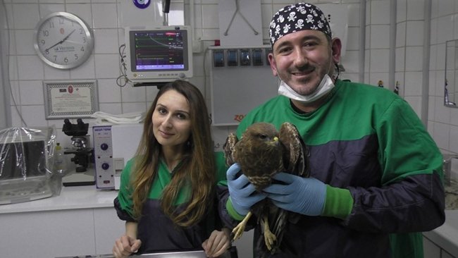 VETERİNER HEKİM TOLGA KANDIRALI YAPTIĞI AÇIKLAMADA, YARALI ŞAHİNİN RÖNTGEN FİLMİNİN ÇEKİLDİĞİNİ, VÜCUDUNDA SAÇMA VE KANADINDA KIRIK TESPİT ETTİKLERİNİ SÖYLEDİ. (MUSTAFA KURT/BARTIN-İHA)