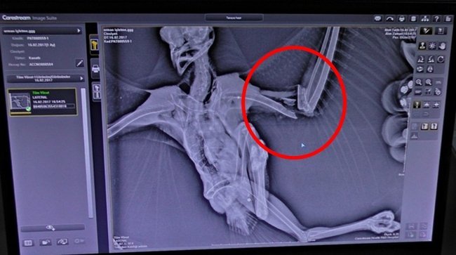 BARTIN’DA AVCILAR TARAFINDAN VURULAN ŞAHİN VETERİNER HEKİM TOLGA KANDIRALI TARAFINDAN TEDAVİ EDİLDİ. (MUSTAFA KURT/BARTIN-İHA)