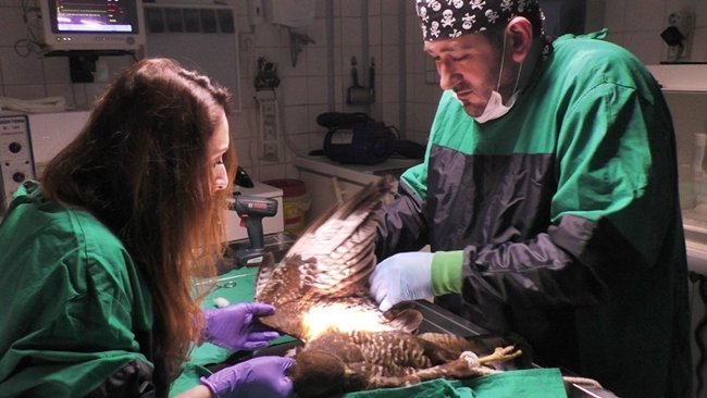 DOĞA KORUMA VE MİLLİ PARKLAR ŞUBE MÜDÜRLÜĞÜ EKİPLERİ, YARALI ŞAHİNİ TEDAVİSİ YAPILMAK ÜZERE VETERİNER HEKİM TOLGA KANDIRALI’YA GÖTÜRDÜ. (MUSTAFA KURT/BARTIN-İHA)