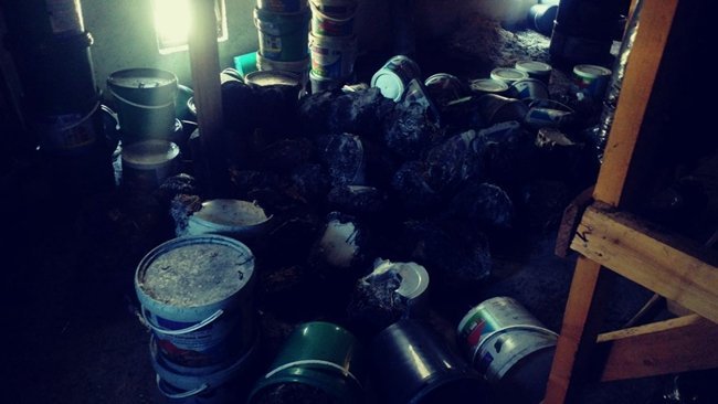 KASTAMONU'NUN TOSYA İLÇESİNDE ÖZEL BİR ŞİRKETE AİT YUMURTA VE MANTAR ÇİFTLİĞİNDE ÇIKAN YANGINDA BİNLERCE YUMURTA YANDI. (SEDAT AĞACIKOĞLU/KASTAMONU-İHA)