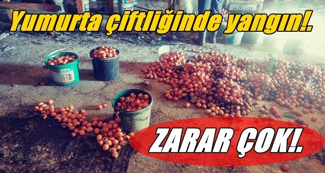 Binlerce yumurta yangında kül oldu