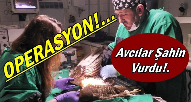 Kanadından vurulan şahine operasyon yapıldı