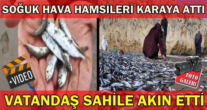 Hamsiler şoka girdi, kıyıya vurdu