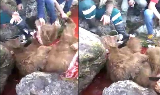 Böylesi vahşet görülmedi..Rezalet!!!…