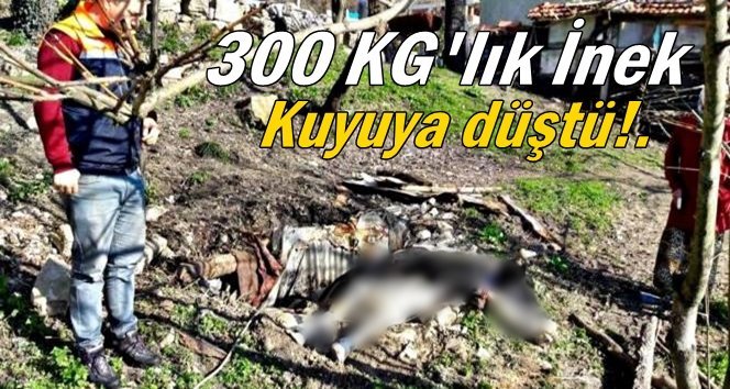 Kuyuya düşen inek telef oldu!.