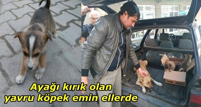 Sahipsiz ve ayağı kırık yavruya Saltukova Belediyesi sahip çıktı