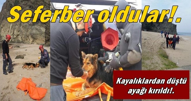 Kayalıklardan düştü, sağlığı için seferber olundu.!
