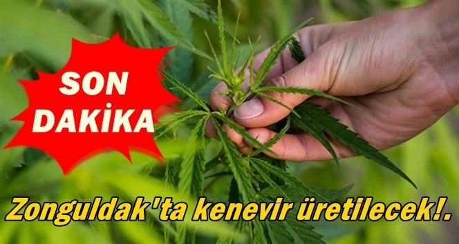 Şok! şok! şok!. 19 İlde Kenevir Üretimi Yasallaştı. Zonguldak’ta dahil!.