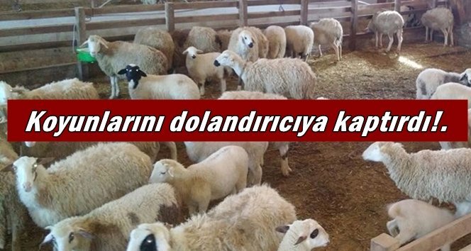 İnternetten satışa çıkardı, dolandırıcıya kaptırdı