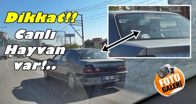 Çılgın yolculuk!. Hayvanını veterinere bakın nasıl götürdü!.