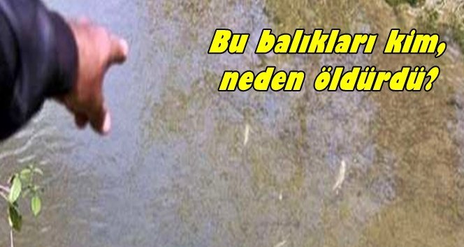 Çaycuma’da balık ölümleri…