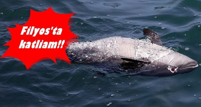 Denizde yunus katliamı!…