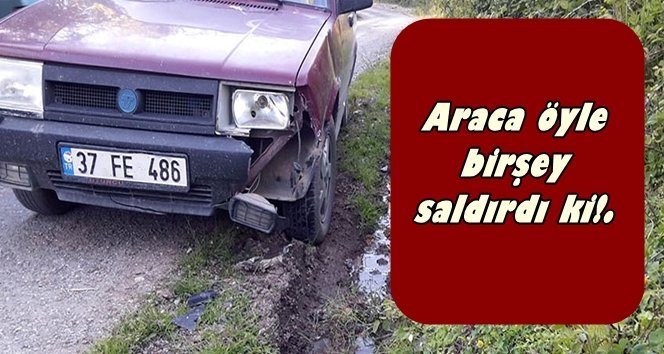 Dağdan indi, araca saldırdı!…