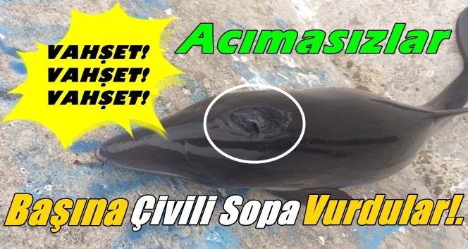 Yine vahşet! Yine ölüm!… Pes artık…