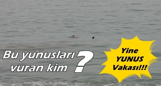 Yine yunus vakası! Adres yine aynı…