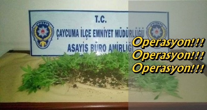 Çaycuma’da uyuşturucu operasyonu!…