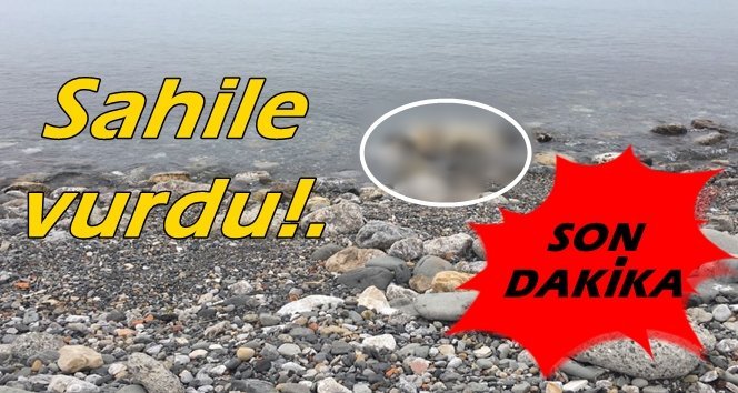 Sahile vurdu, nereden geldiği bilinmiyor…