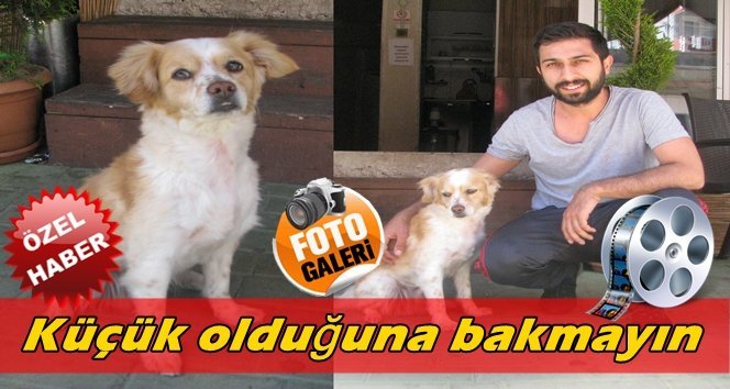Bu köpek hem yetenekli, hem marifetli…