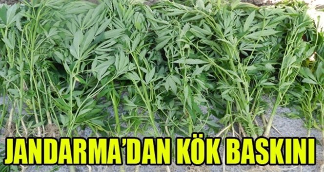 Kenevir operasyonu…