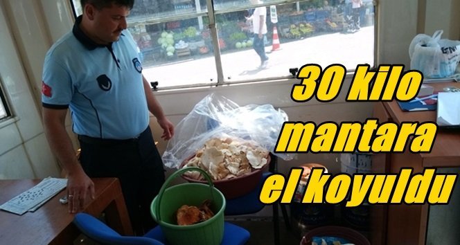 Mantarlara zabıta el koydu