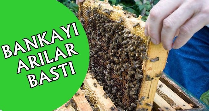 Kovandan kaçan oğul arı bankayı bastı…