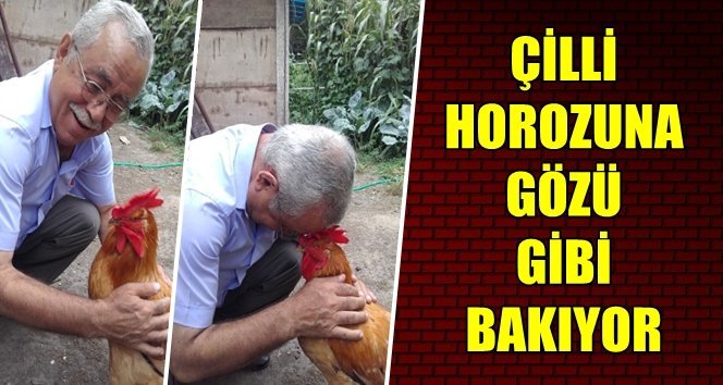 Türkali vatandaşın “Horoz Aşkı” böyle olur…