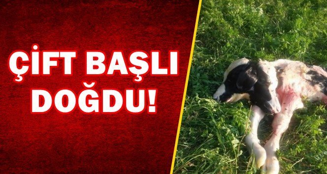 Herkes görünce şok yaşadı…
