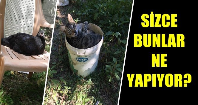 Bu havyanlara birşey oldu!