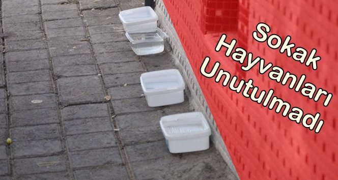 Sıcak hava sokak hayvanlarını da etkiliyor…