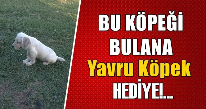 Minik köpeği ahırdan çaldılar