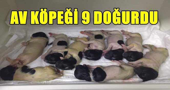 1 değil, 5 değil, tam tamına 9 doğurdu!.