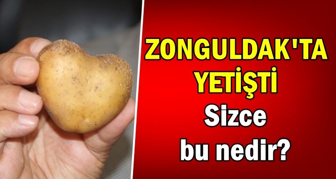 Kalp şeklinde, Zonguldak’ta yetişti…