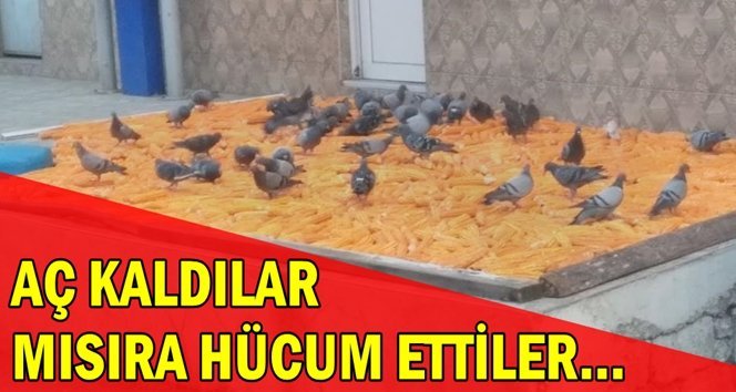 Yere serilen mısıra hücum!.