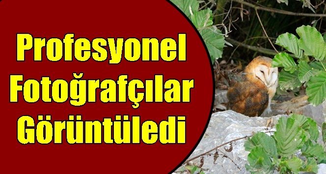 Zonguldak’ta nadir görülen kuş türü…