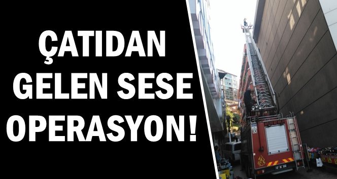 Çatıdan ses geldi, itfaiye harekete geçti!.