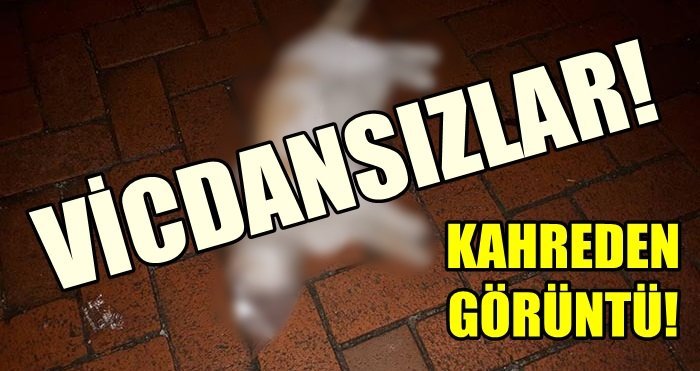 Bu haberi görünce kanınız donacak!.