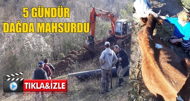 Gözü gibi baktıkları hayvanları kurtarıldı…