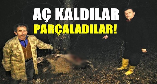 Çaycuma’da aç kurtlar hayvanı parçaladı!.