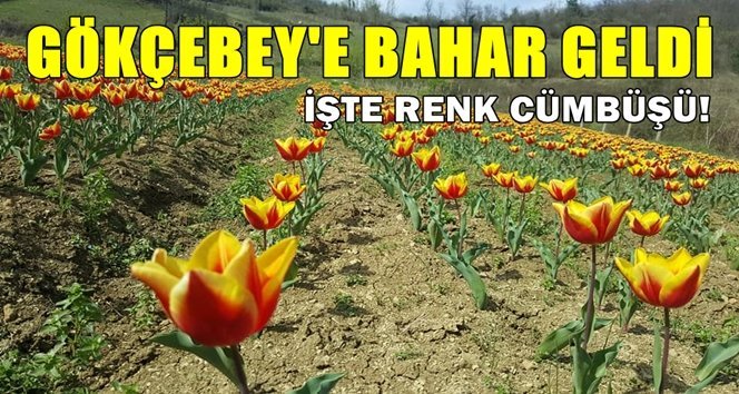 Laleler sevindirdi, Kaymakam ilk hasadını gerçekleştirdi…