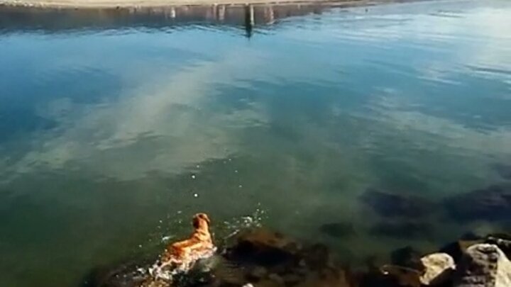 Adı; Yumak!. Bakın ne yaptı?!.