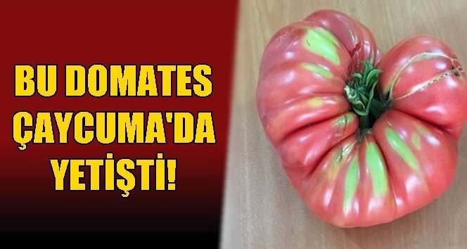 Ağırlığını duyunca şaşıracaksınız!.