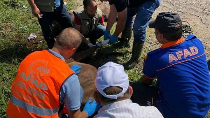 Başıboş dolaşan atlar tehlike saçtı…