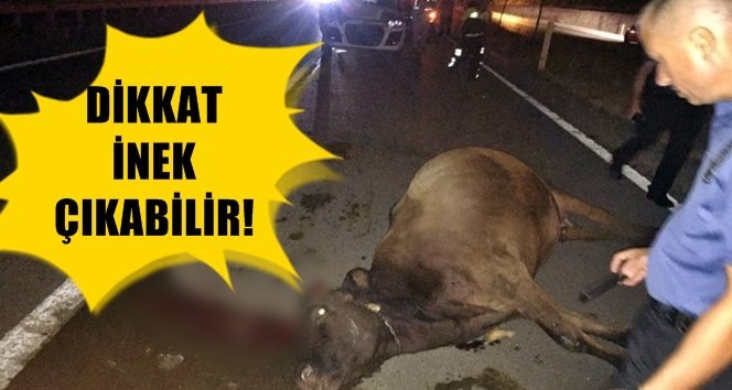 Yürüyen tehlike diye buna denir!.