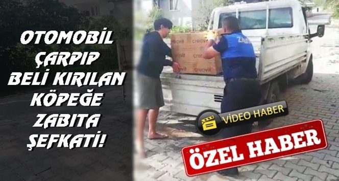 Filyos zabıtasından köpeğe yakın ilgi…