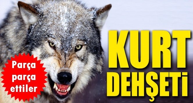 Aç kurt dehşeti!…