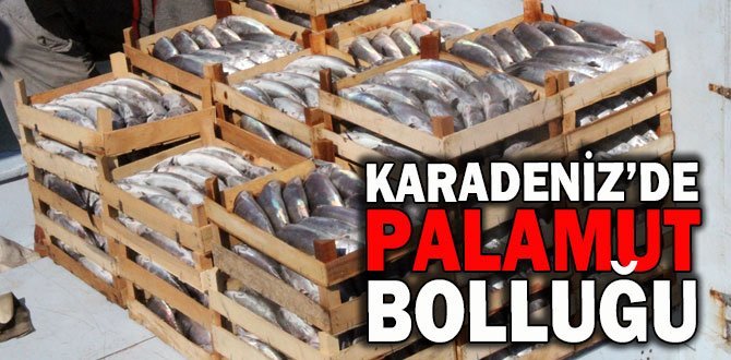 Yüzlerce kasa palamut çıktı…