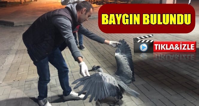 Aç kalan gri balıkçıl kurtarıldı