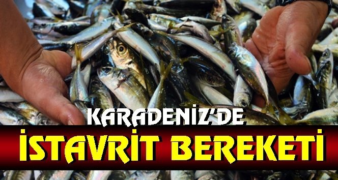 Balık bollaştı, fiyat düştü!…